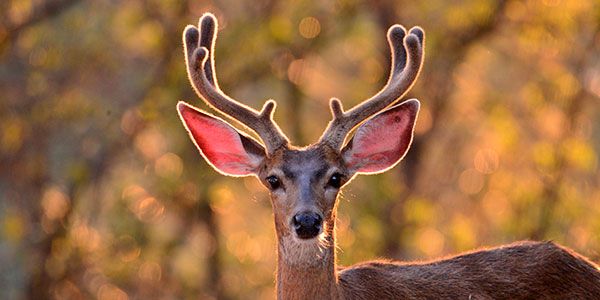 Deer FlashLoan Protocol banner