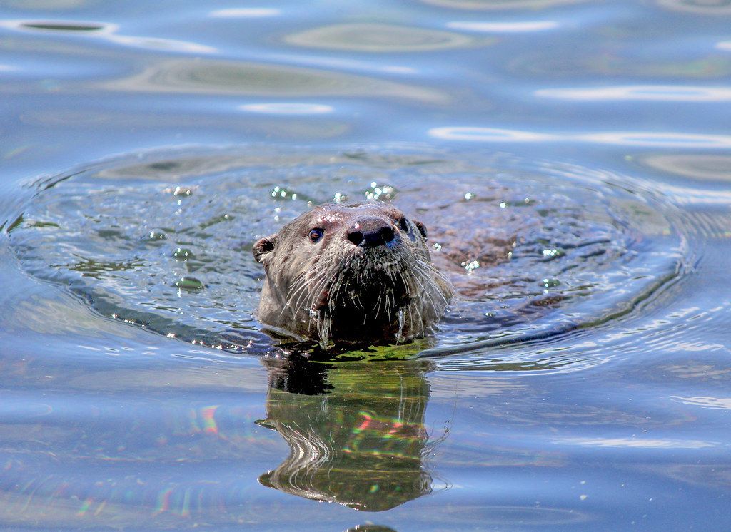 Otterscan banner