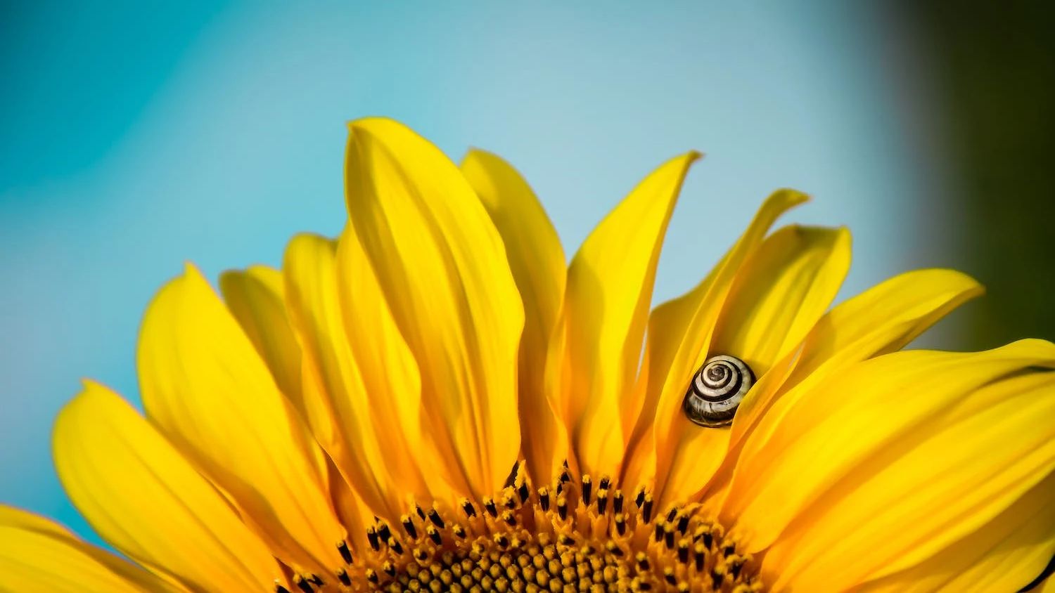 sunflower banner